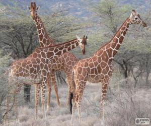 пазл Красивые жирафы